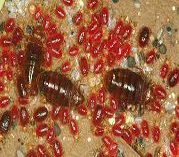 anti termite pre & post treatment