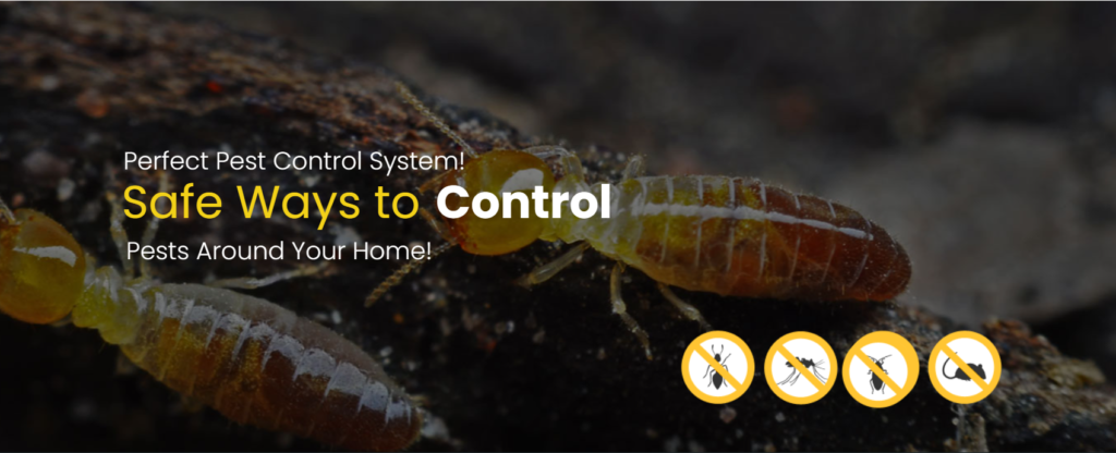 Ultimate Guide to Effective Anti-Termite Treatment in Gurgaon: Safeguard Your Property Today