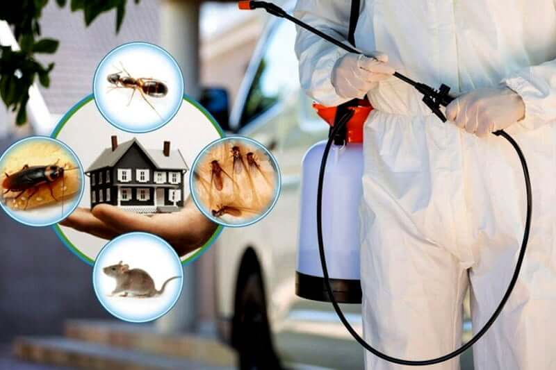 best pest control in Porbander