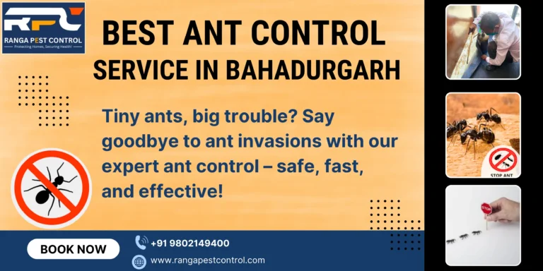 Best Ant Control Service in Bahadurgarh